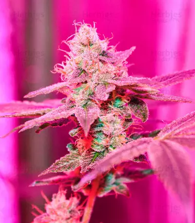 Different GG#4 feminisierte Samen (AlphaFem Seeds)