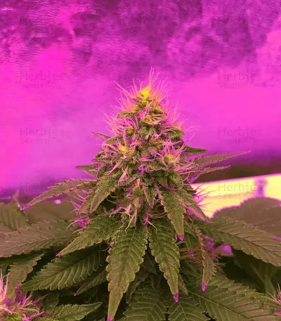 DO-SI-DOS (Cali Buds Seeds) Cannabis-Samen