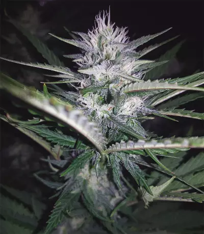 DO-SI-DOS (Cali Buds Seeds) Cannabis-Samen