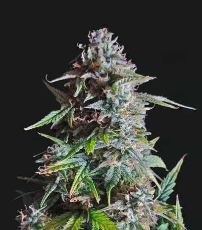 Exodus Cheese Auto CBD (GHS) Cannabis-Samen
