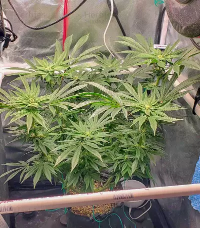 Girl Scout Cookies (Blackskull Seeds) Cannabis-Samen