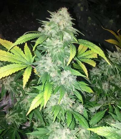 Kush Fromage (Medicann Seeds) Cannabis-Samen