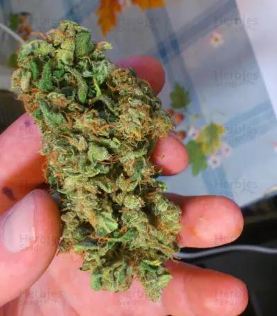 Purple Haze 1 (Positronics Seeds) Cannabis-Samen