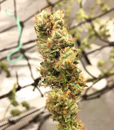 Sour Lemon OG Samen feminisiert (Emerald Triangle Seeds)