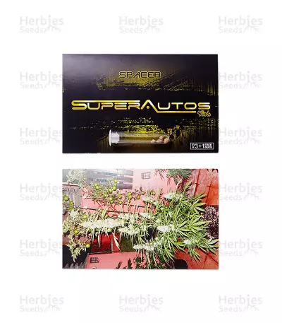Spacer Auto (Flash Seeds) Cannabis-Samen