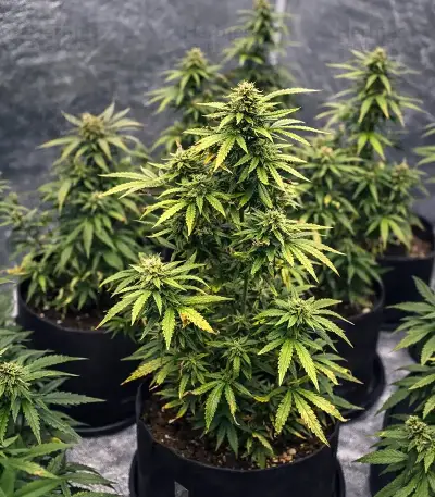 Auto Purple Dawg Mass (Critical Mass Collective Seeds) Cannabis-Samen