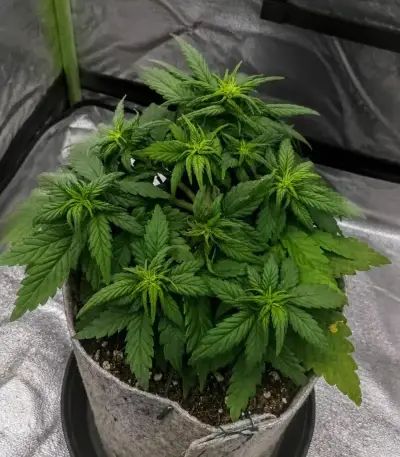 Auto Red Tropicana Cookies (Dutch Passion)