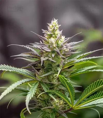 Blue Spider (Zambeza Seeds) Cannabis-Samen