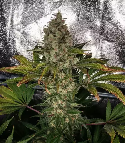 Do-Si-Dos OG (Original Sensible Seeds) Cannabis-Samen
