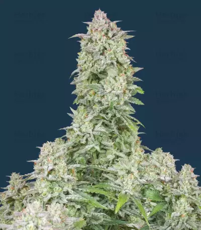 Forbidden Runtz Auto feminisierte Samen (Fast Buds)