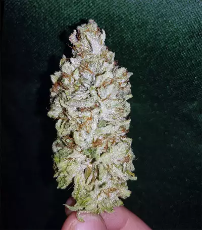 GG#4 Original Glue (Blackskull Seeds) Cannabis-Samen
