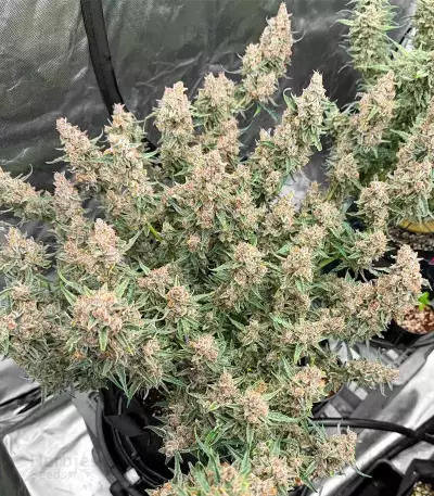 Godzilla Cookies Auto feminisierte Samen (Herbies Seeds)
