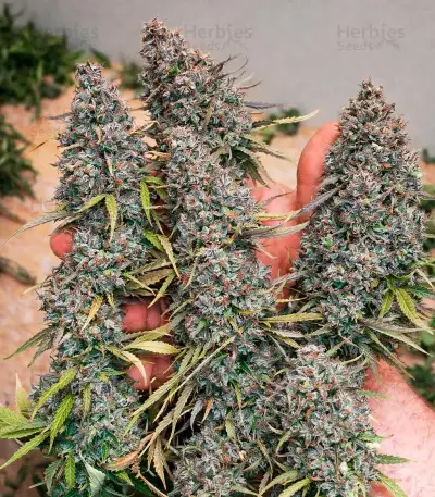 Green Monster Auto (Zambeza Seeds) Cannabis-Samen