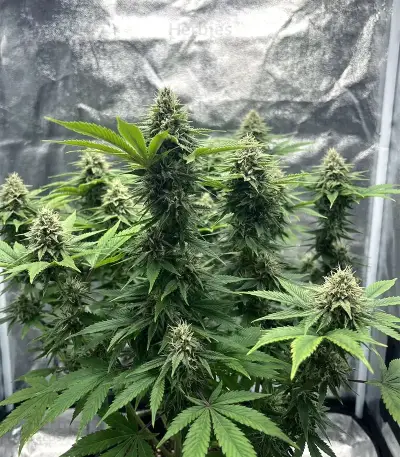 Insane OG (Herbies Seeds)