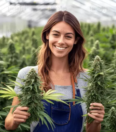 Mimosa (Herbies USA Express)