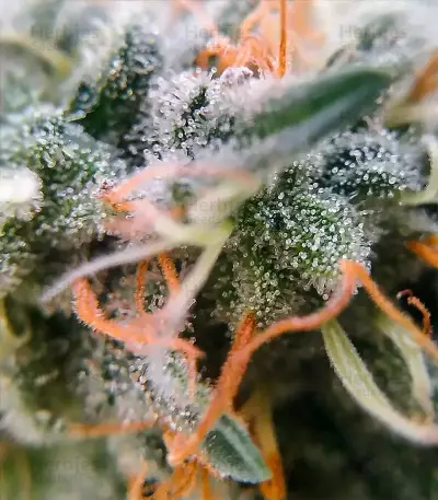 Moby Dick (Herbies USA Express)
