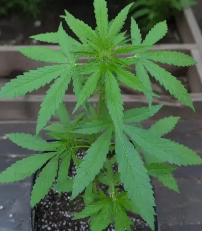 Purple Lemonade Auto RF3 (Fast Buds)