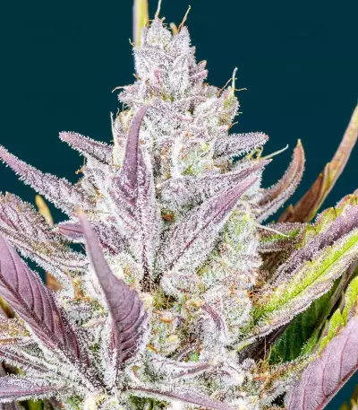 Wedding Glue Auto feminisierte Samen (Fast Buds)