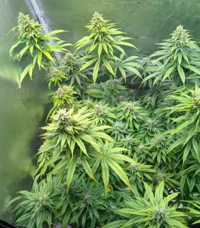 White Gold (Expert Seeds) Cannabis-Samen