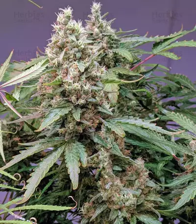 White Widow x Big Bud (Female Seeds)