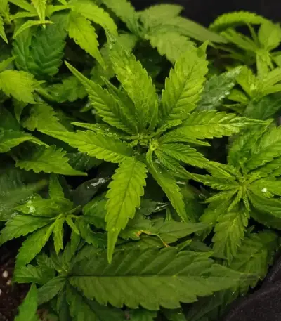 Wonder Pie (GHS)