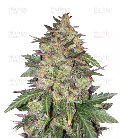 Sunset Sherbet (Pyramid Seeds) Cannabis-Samen