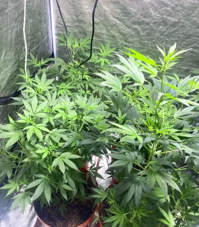 Tropicana Cookies Fast Flowering feminisierte Samen (Fast Buds)
