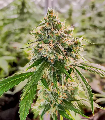 Wedding Cake Autoflower feminisierte Samen (EGS)