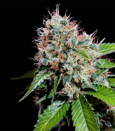 Zuri Widow (Genehtik Seeds) Cannabis-Samen