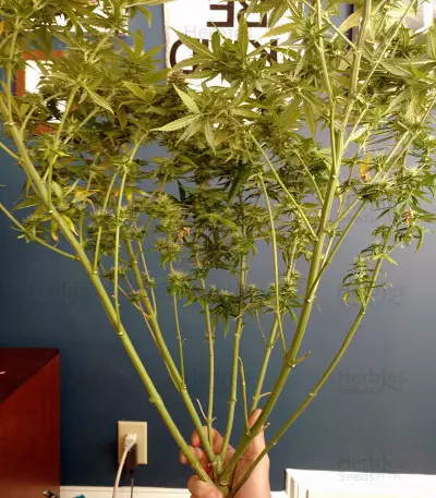 Psychofruit Auto (Cream of the Crop Seeds) Cannabis-Samen