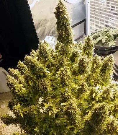 + Speed Auto (Sweet Seeds) Cannabis-Samen