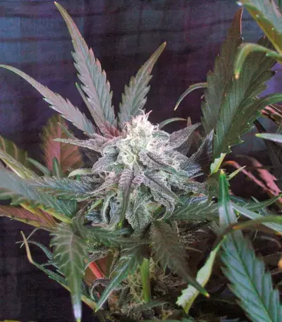 Sweet Skunk Auto (Sweet Seeds) Cannabis-Samen