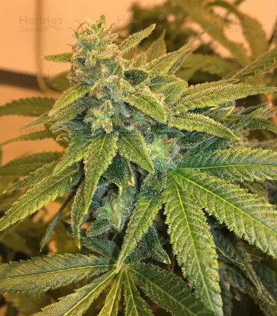 501st OG Regular (Rare Dankness Seeds) Cannabis-Samen