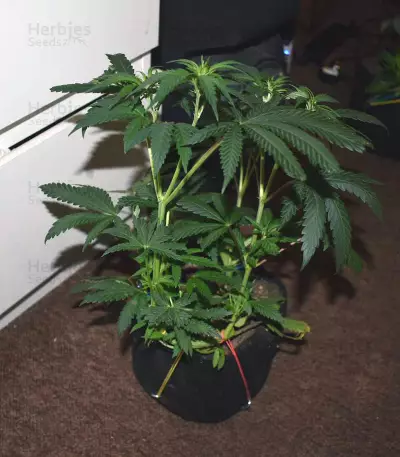Runtz Gum strain