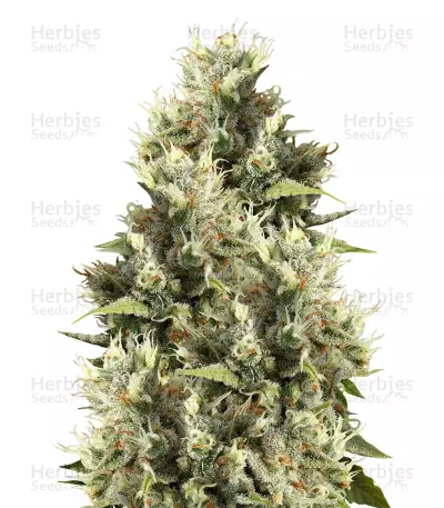 Amnesia Haze regular (Soma Seeds) Cannabis-Samen
