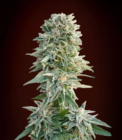 Auto Jack Herer (Advanced Seeds) Cannabis-Samen