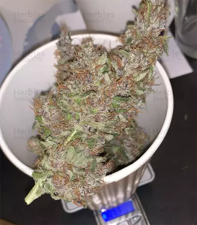 Auto Purple (Original Sensible Seeds) Cannabis-Samen