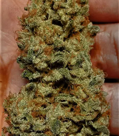 Berry Ryder Auto (Auto Seeds) Cannabis-Samen
