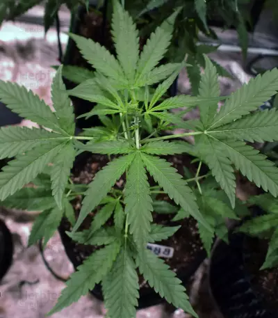 Bruce Banner #3 Auto strain