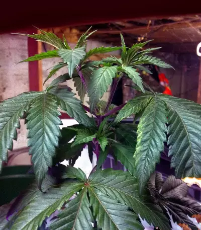 Durban (Sensi Seeds) Cannabis-Samen