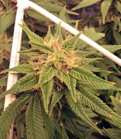 Fruity Pebbles (Tropical Nuggets) (Blackskull Seeds) Cannabis-Samen