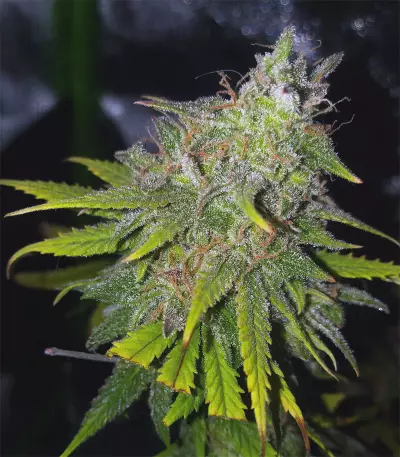 Gelato 41 (Seedstockers) Cannabis-Samen