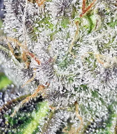 Gorilla x White Widow (Expert Seeds) Cannabis-Samen