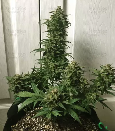 Heisenberg Special Auto (Mephisto Genetics) Cannabis-Samen