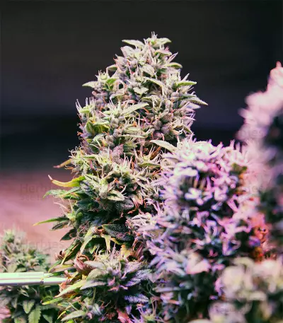 Hindu Kush Automatic (Sensi Seeds) Cannabis-Samen