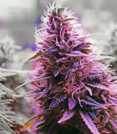 Hindu Kush Automatic (Sensi Seeds) Cannabis-Samen