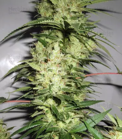 NL5 x Haze Regular (Mr. Nice Seedbank) Cannabis-Samen