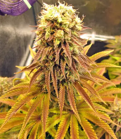Peyote Purple Regular (CannaBioGen) Cannabis-Samen