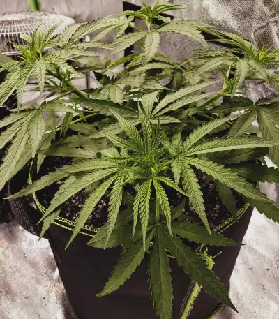 Pineapple Haze Regular (Barney's Farm) Cannabis-Samen