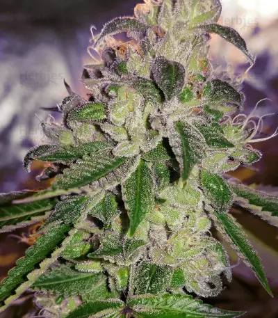 Ripper badazz (Ripper Seeds) Cannabis-Samen